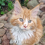 Kotka Maine Coon