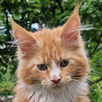 Kotka Maine Coon