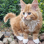 Kotka Maine Coon