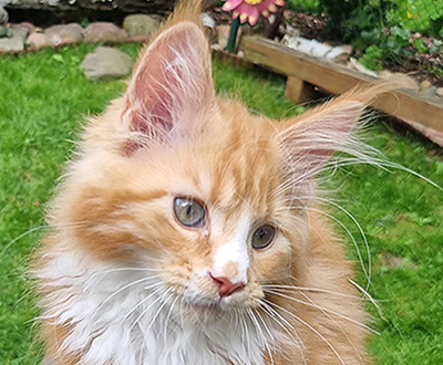 Kotka Maine Coon