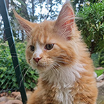 Kotka Maine Coon