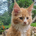 Kotka Maine Coon