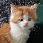 Kotka Maine Coon