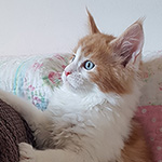 Kocurek Maine Coon