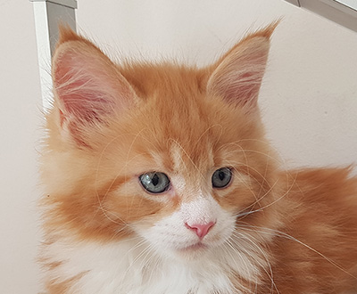 Kocurek Maine Coon