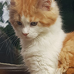 Kotka Maine Coon