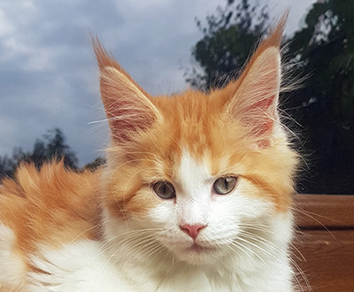 Kotka Maine Coon