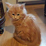 Kotka Maine Coon