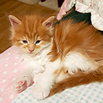 Kotka Maine Coon