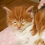 Kotka Maine Coon