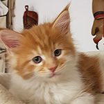 Kotka Maine Coon