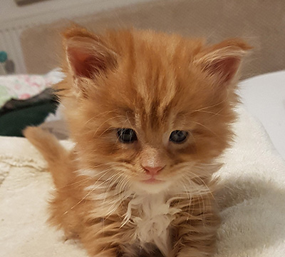 Kocurek Maine Coon