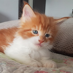Kocurek Maine Coon