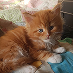 Kotka Maine Coon