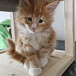 Kotka Maine Coon