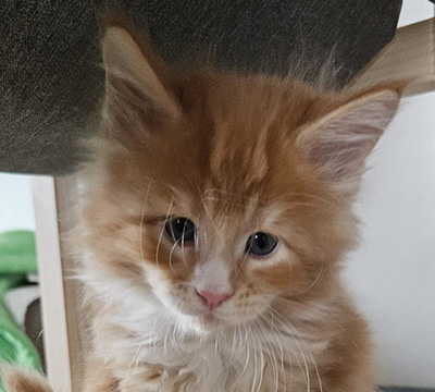 Kotka Maine Coon