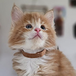 Kotka Maine Coon