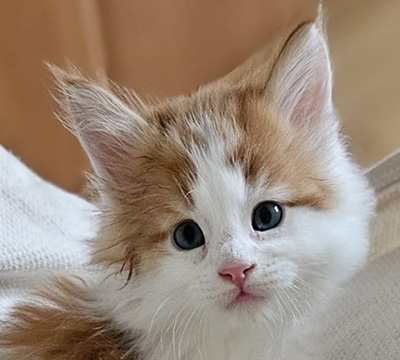 Kocurek Maine Coon