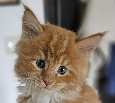 Kocurek Maine Coon