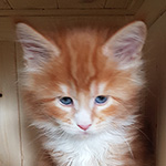 Kotka Maine Coon
