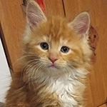 Kotka Maine Coon