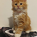 Kotka Maine Coon
