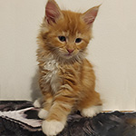 Kotka Maine Coon