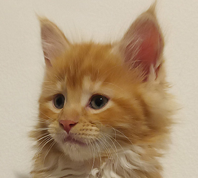 Kotka Maine Coon