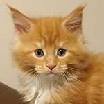 Kocurek Maine Coon