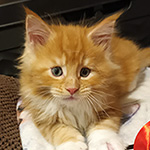 Kocurek Maine Coon