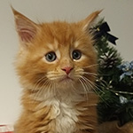 Kocurek Maine Coon