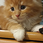 Kocurek Maine Coon