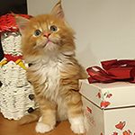 Kocurek Maine Coon