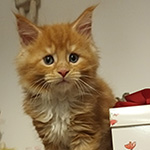 Kocurek Maine Coon