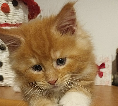 Kocurek Maine Coon