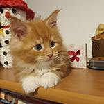 Kocurek Maine Coon