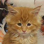 Kocurek Maine Coon