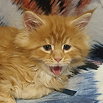 Kocurek Maine Coon