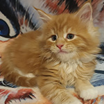 Kocurek Maine Coon