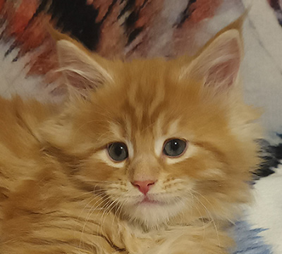Kocurek Maine Coon