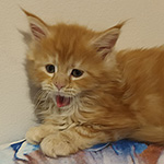 Kotka Maine Coon