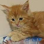Kotka Maine Coon