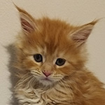 Kotka Maine Coon