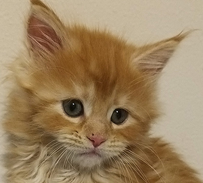 Kocurek Maine Coon