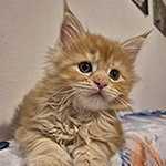 Kotka Maine Coon