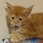 Kotka Maine Coon