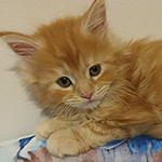 Kotka Maine Coon