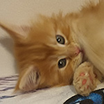 Kotka Maine Coon
