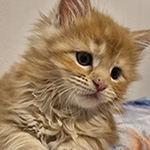 Kotka Maine Coon