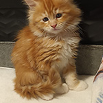 Kotka Maine Coon